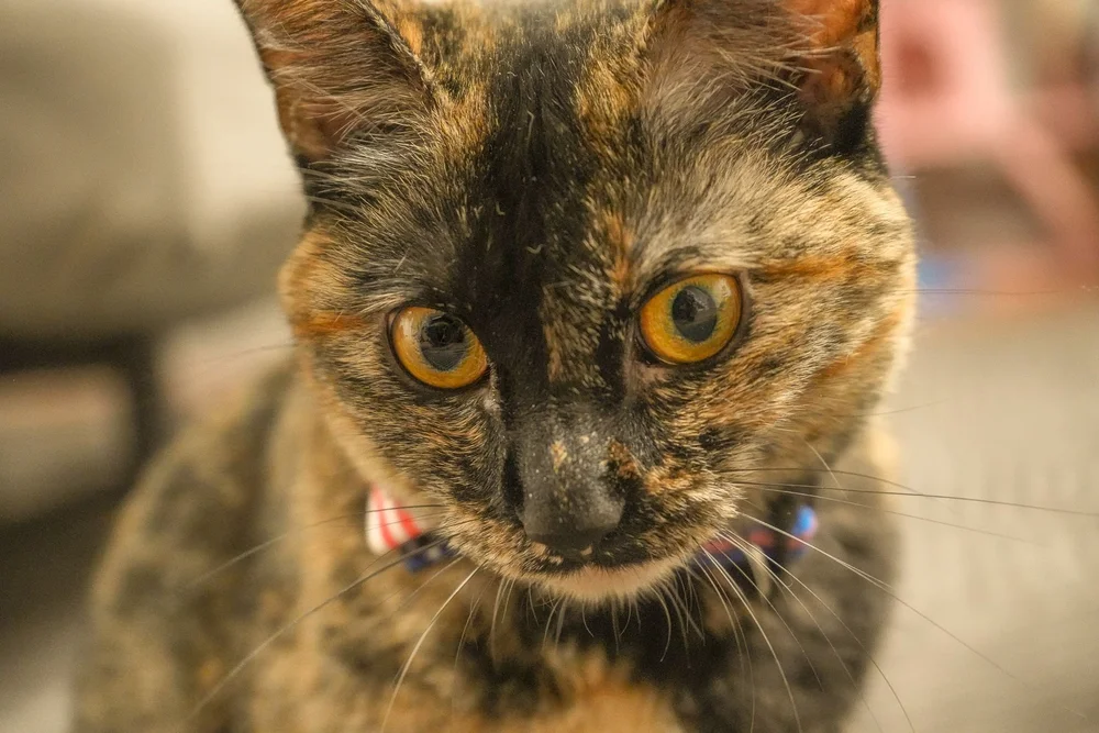 Curious Eyes